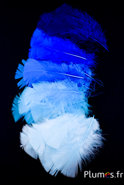 Plumes de dinde – camaïeu bleu